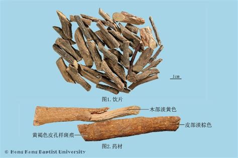 中藥材功效查詢|中藥材圖像數據庫